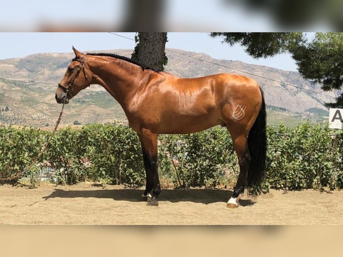 PRE Mix Gelding 15 years 16,1 hh Bay-Dark in Martfeld