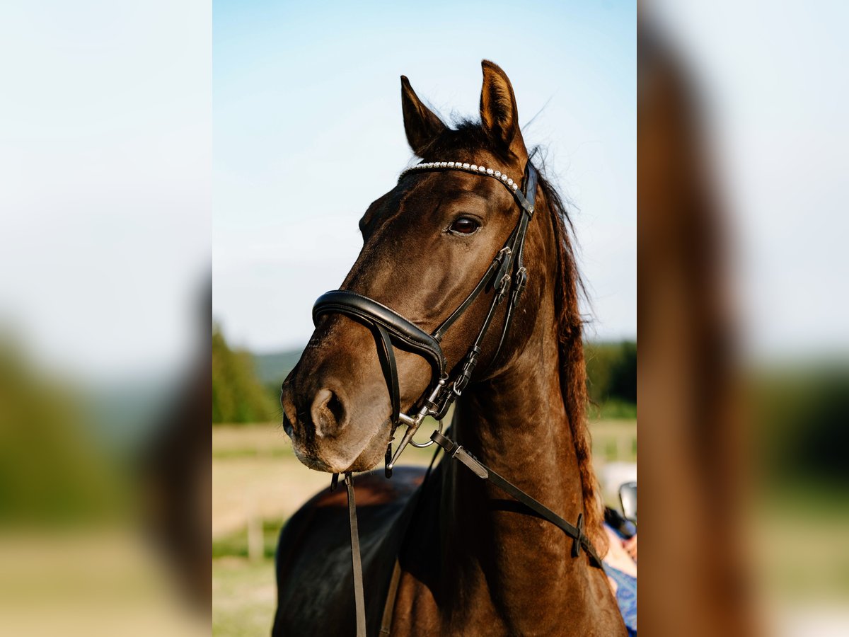 PRE Mix Gelding 15 years 16 hh Black in Inning am Ammersee