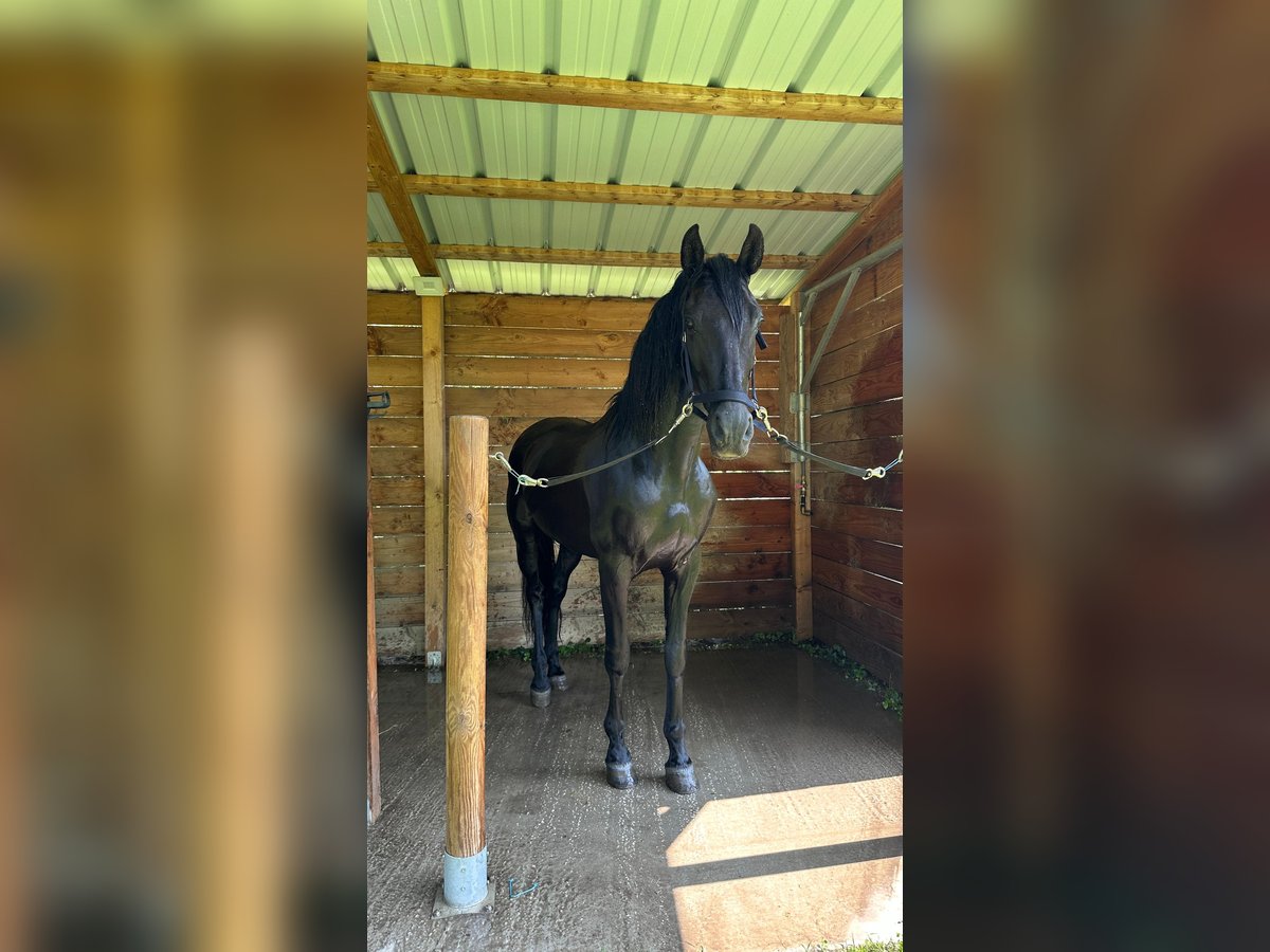 PRE Mix Gelding 15 years 16,1 hh Black in Grenoble