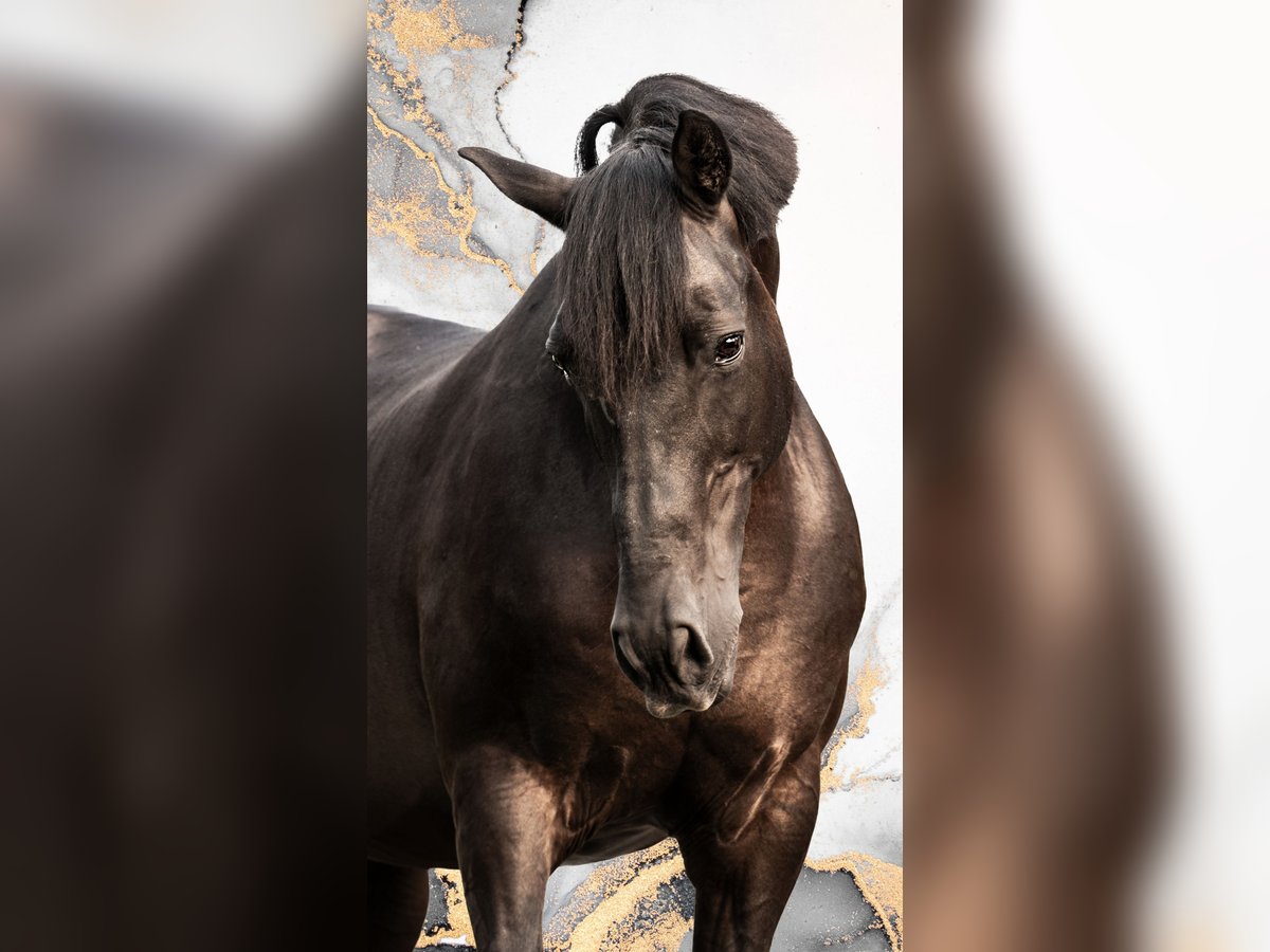 PRE Gelding 15 years Black in Waddinxveen