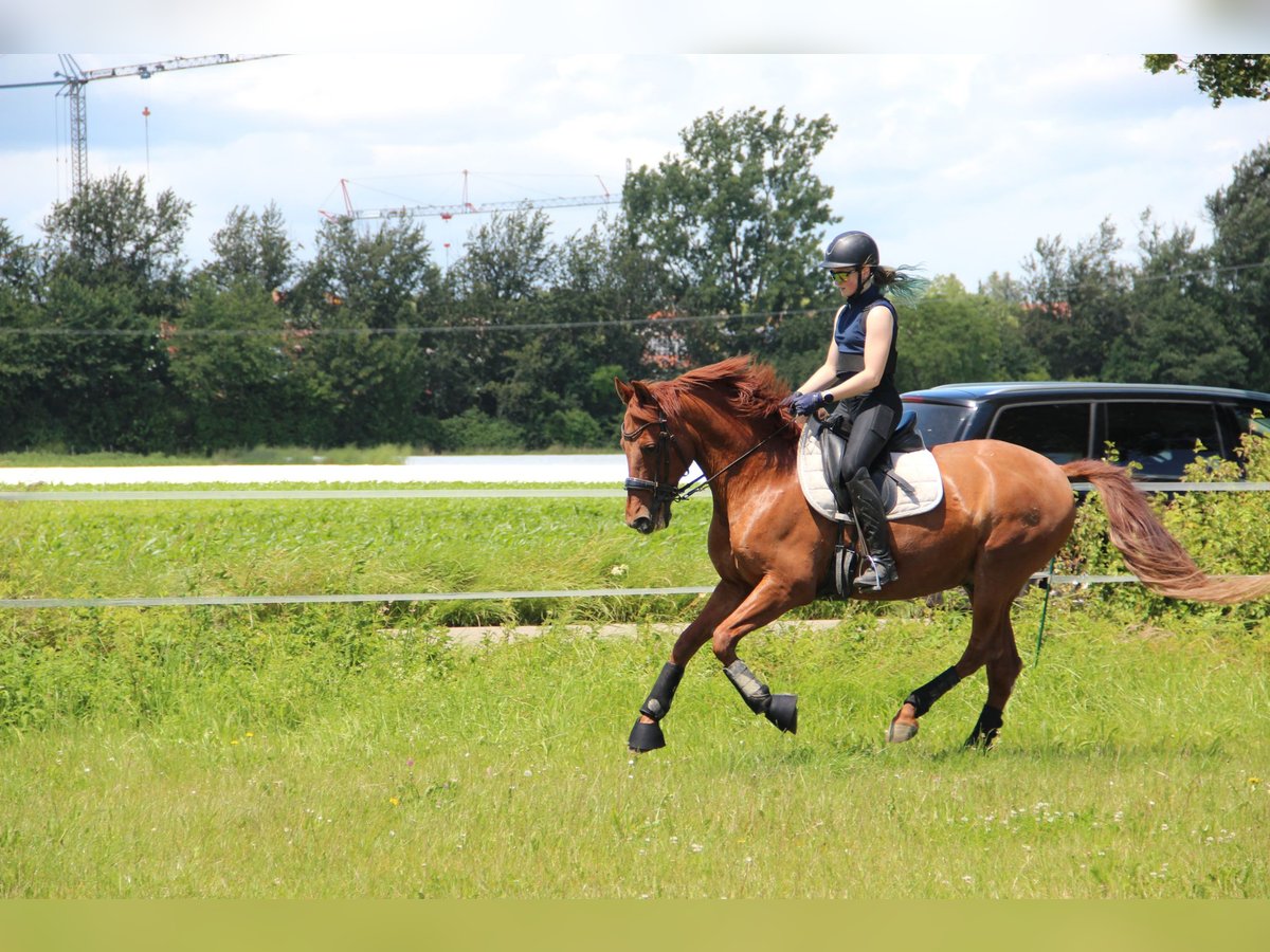 PRE Mix Gelding 16 years 15,2 hh Chestnut-Red in Au