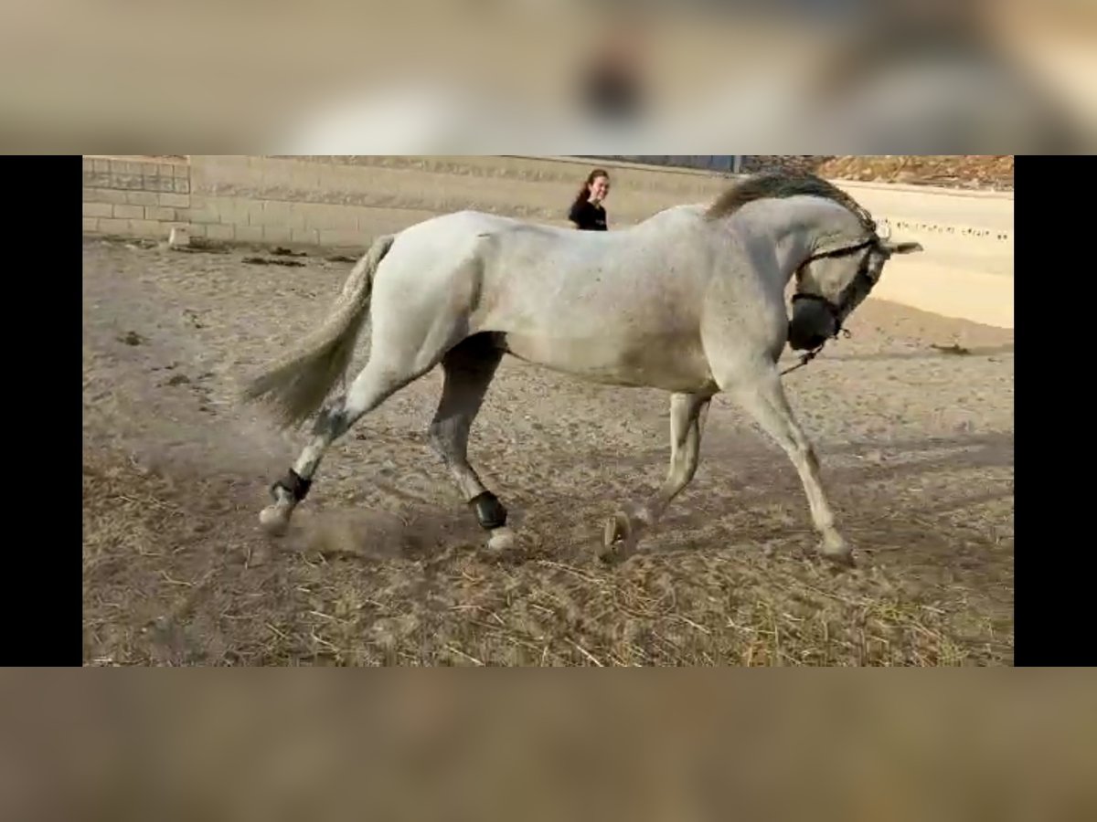 PRE Mix Gelding 16 years 15,2 hh Gray in Horche