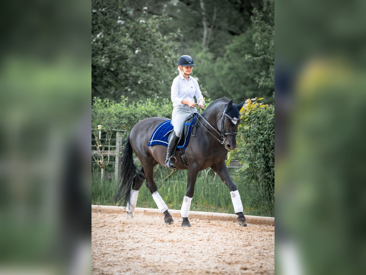 PRE Mix Gelding 16 years 15,3 hh Smoky-Black in Berg