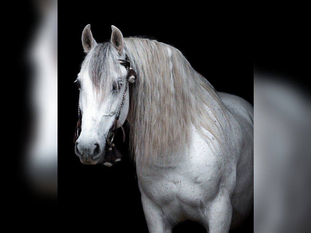 PRE Gelding 16 years 15 hh Grey-Fleabitten in M&#xF6;nchengladbach