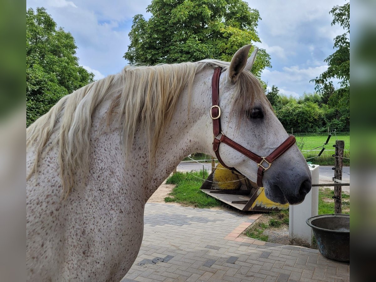 PRE Gelding 16 years 15 hh Grey-Fleabitten in M&#xF6;nchengladbach
