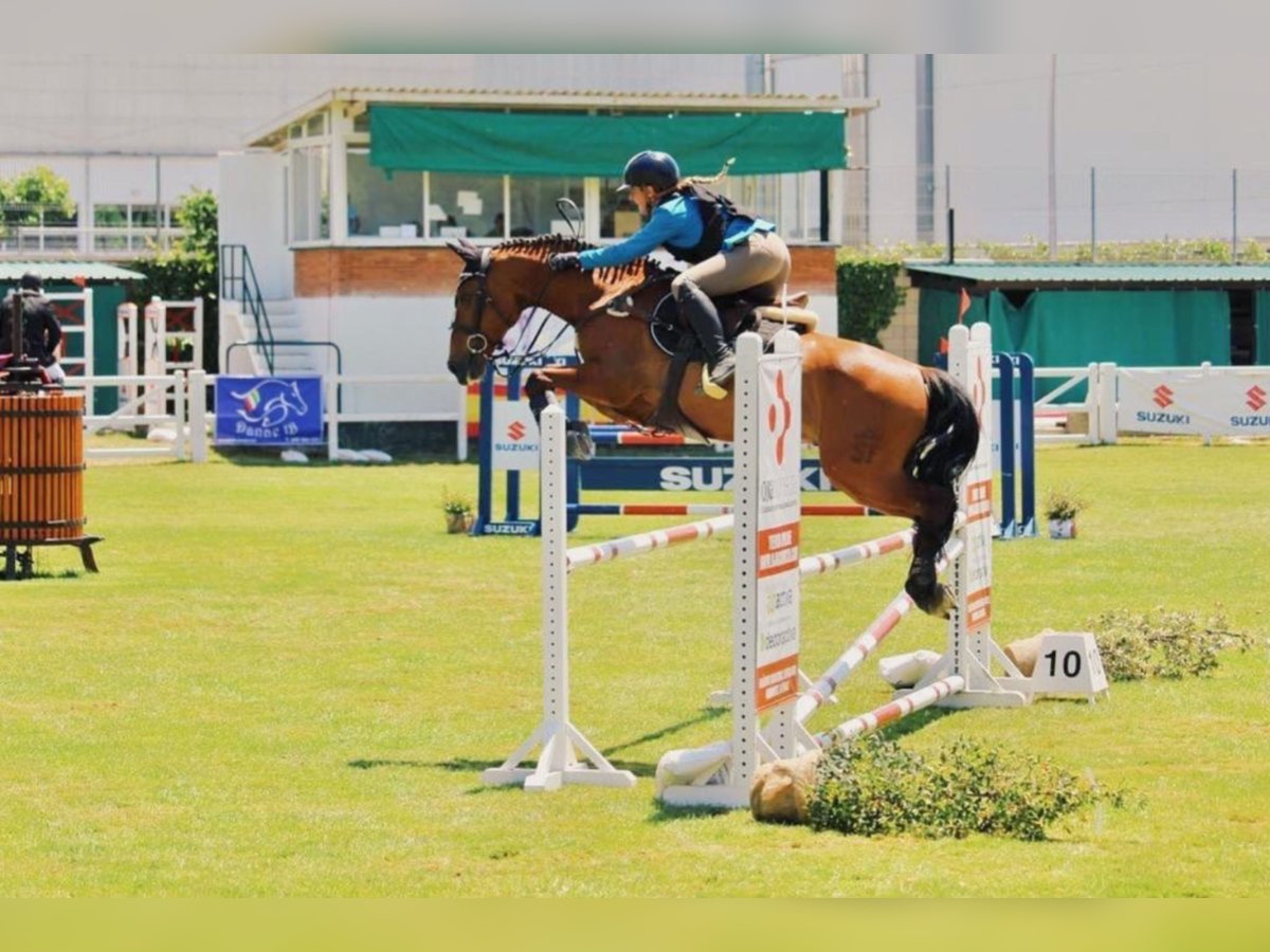 PRE Mix Gelding 16 years 16 hh in Logroño