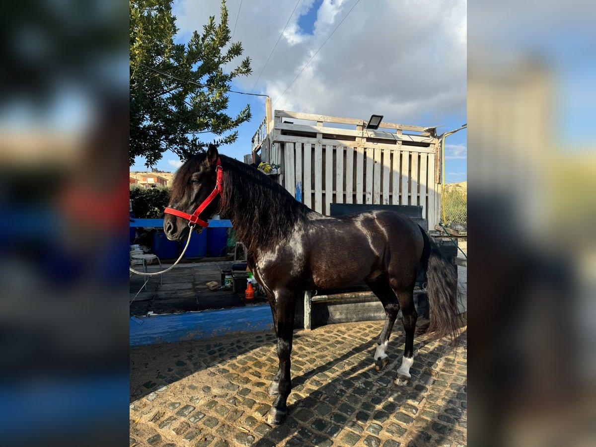PRE Mix Gelding 16 years Bay-Dark in Sutullena