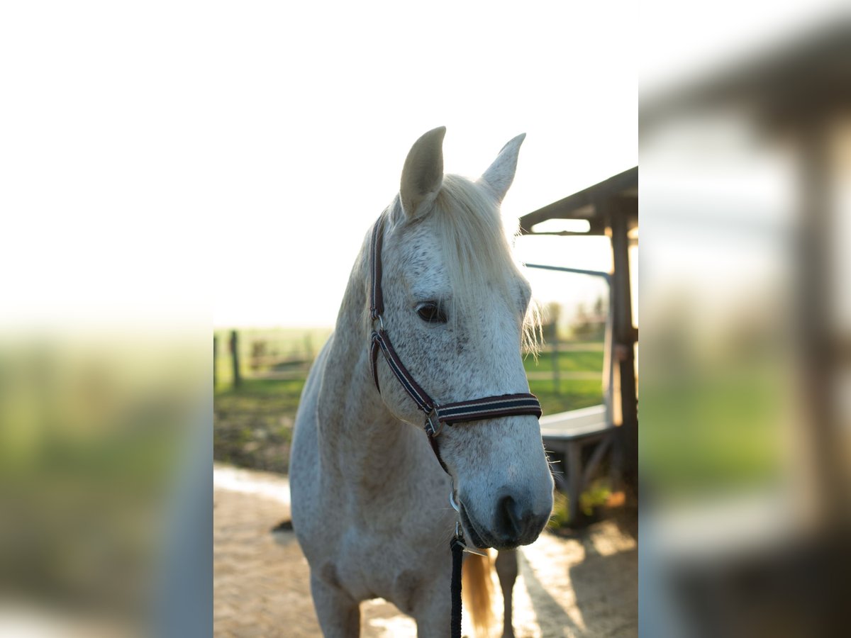 PRE Gelding 17 years 15,3 hh in Leichlingen