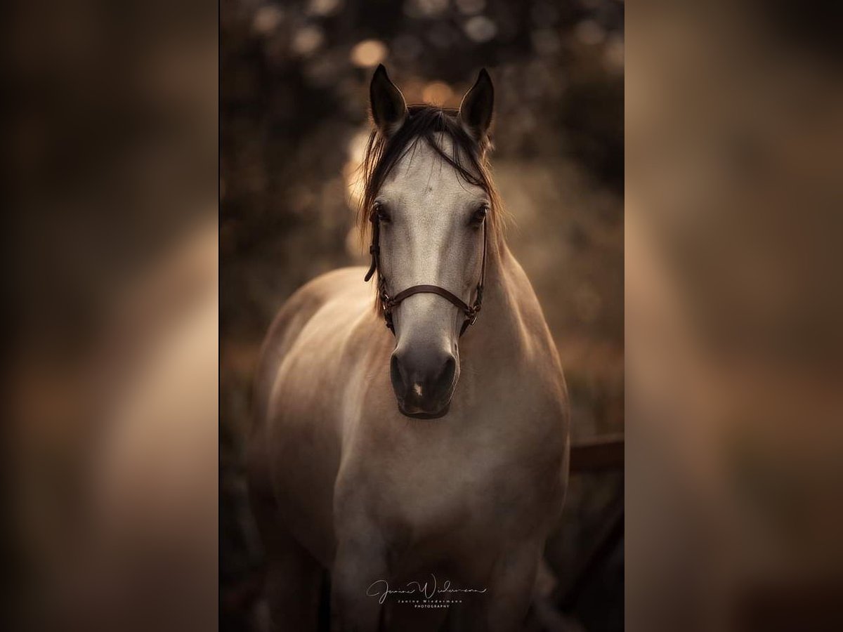 PRE Mix Gelding 17 years 15,1 hh Dun in Wolfsberg