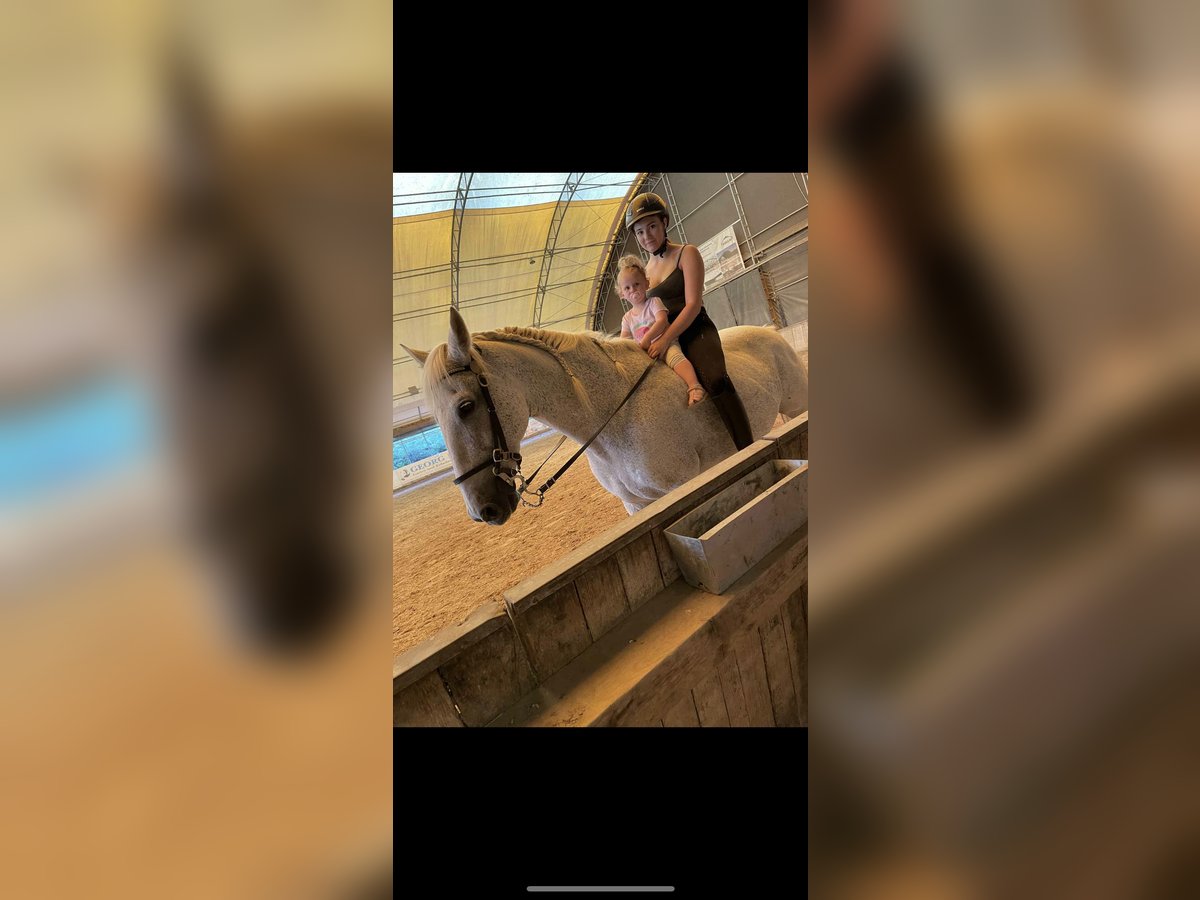 PRE Mix Gelding 17 years 15,2 hh Gray in Beckingen