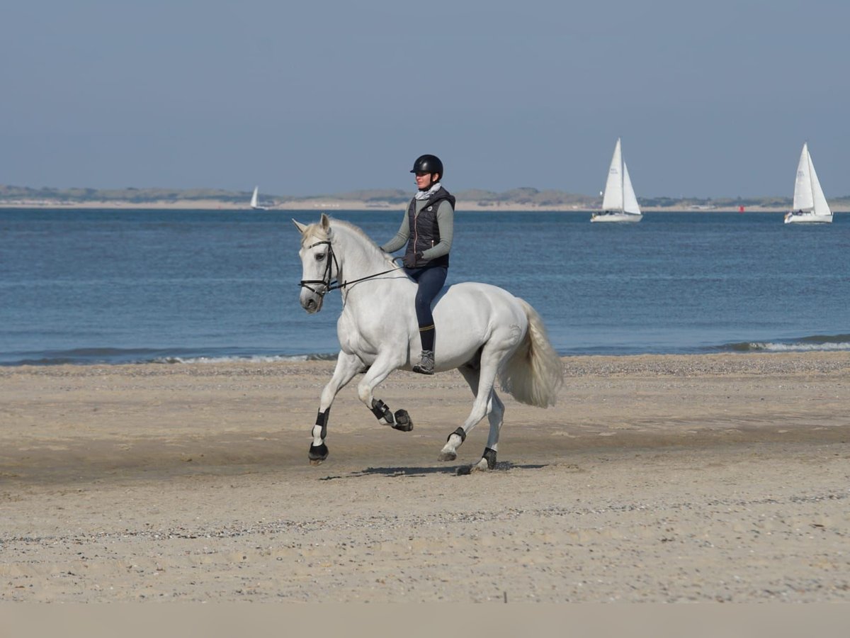 PRE Mix Gelding 17 years 16 hh Grey in Bochum