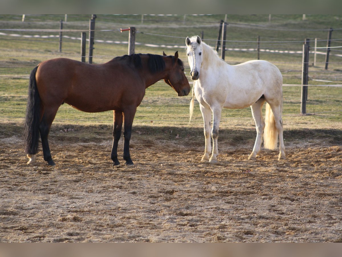 PRE Gelding 17 years in Augsburg