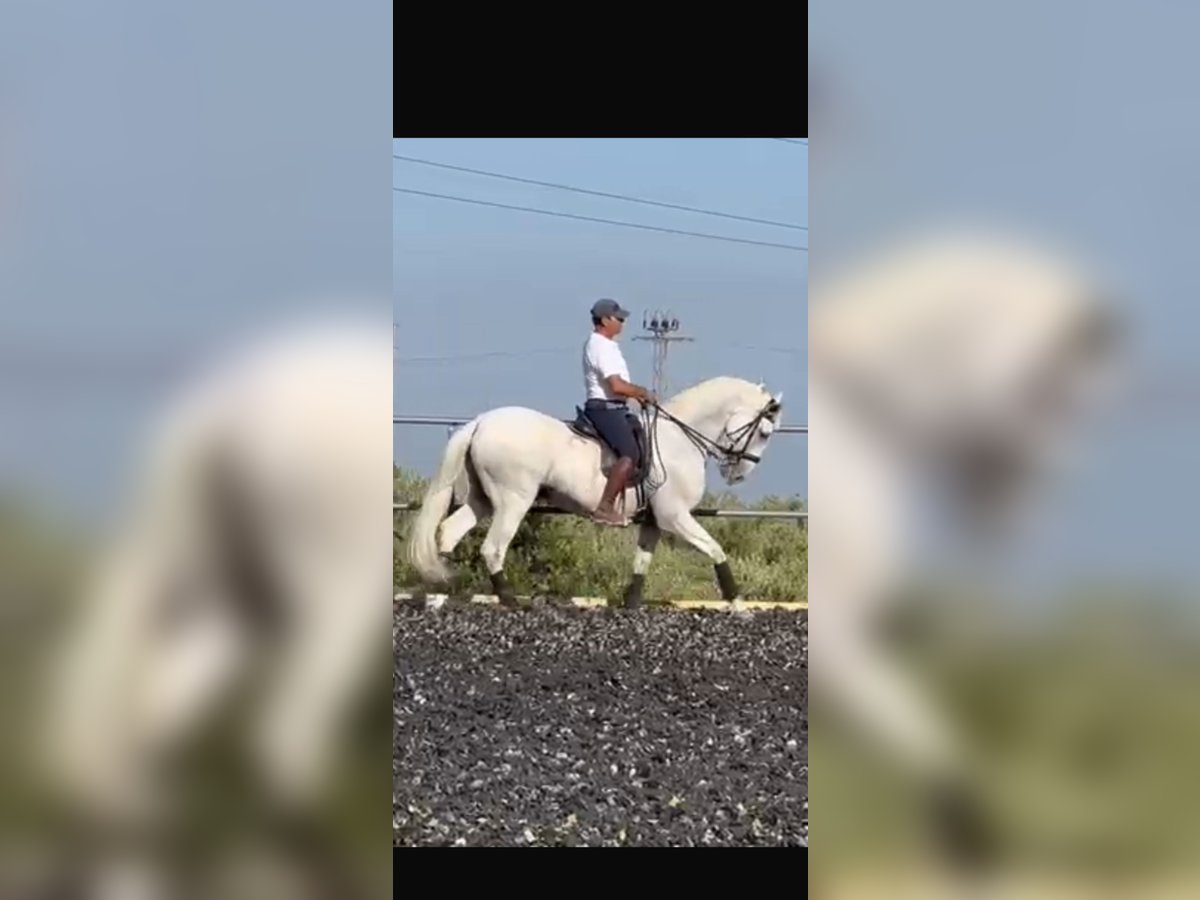 PRE Gelding 18 years 16,3 hh Grey in Torremolinos PRE Gelding 18 years 16,3 hh Grey in Torremolinos