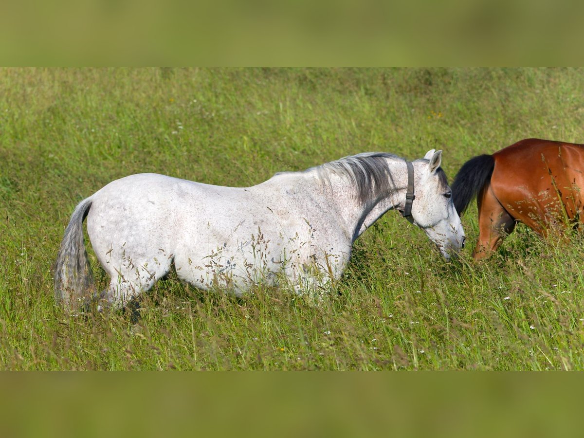 PRE Gelding 19 years 15,2 hh Gray in München