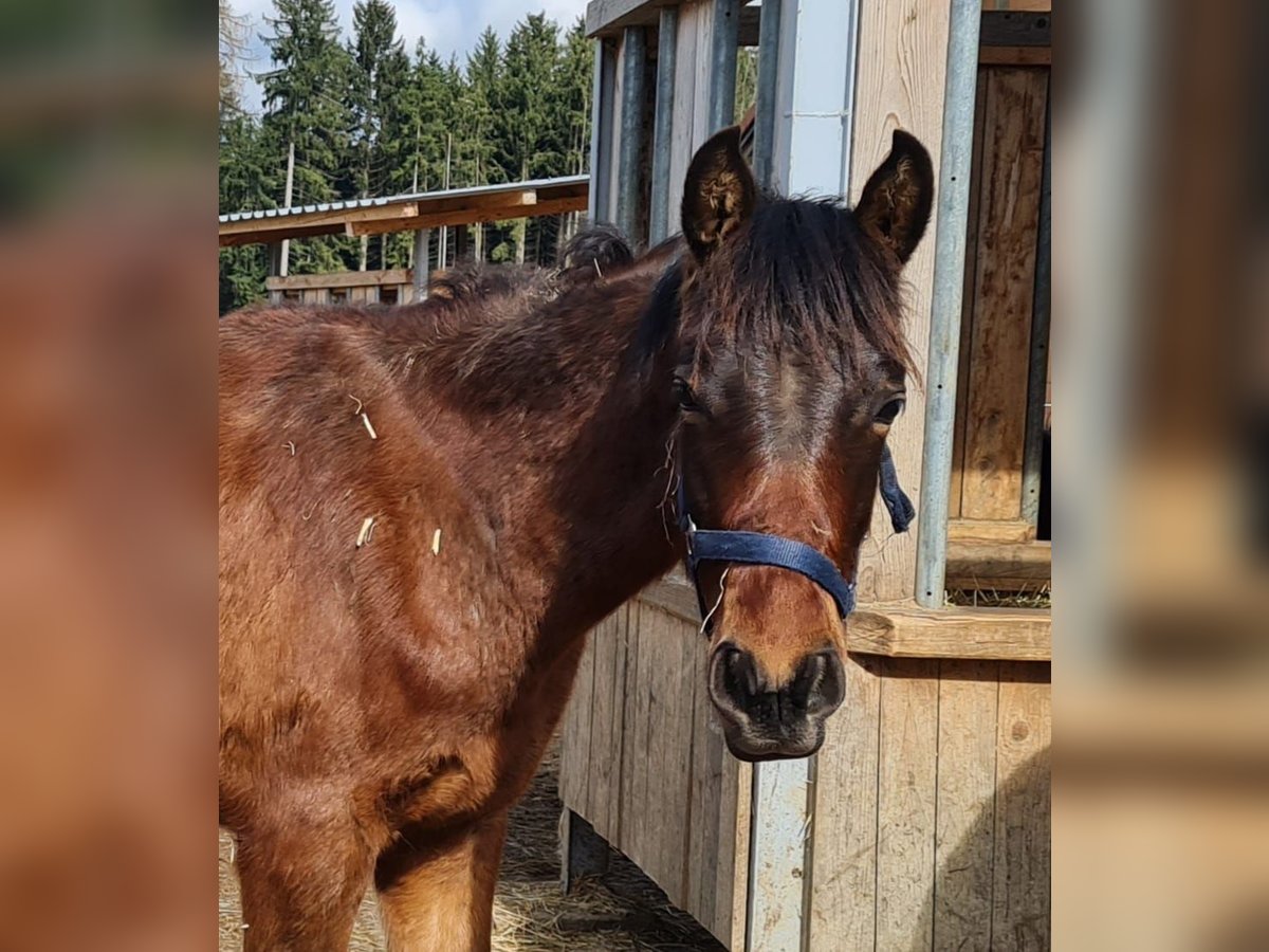 PRE Mix Gelding 1 year 12,2 hh Brown in Neumarkt-Sankt Veit