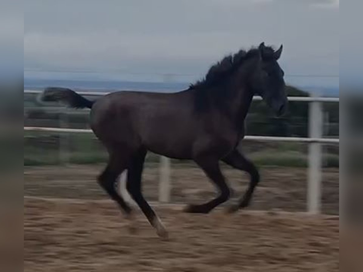 PRE Mix Gelding 1 year 14,2 hh Gray in Navalvillar De Pela