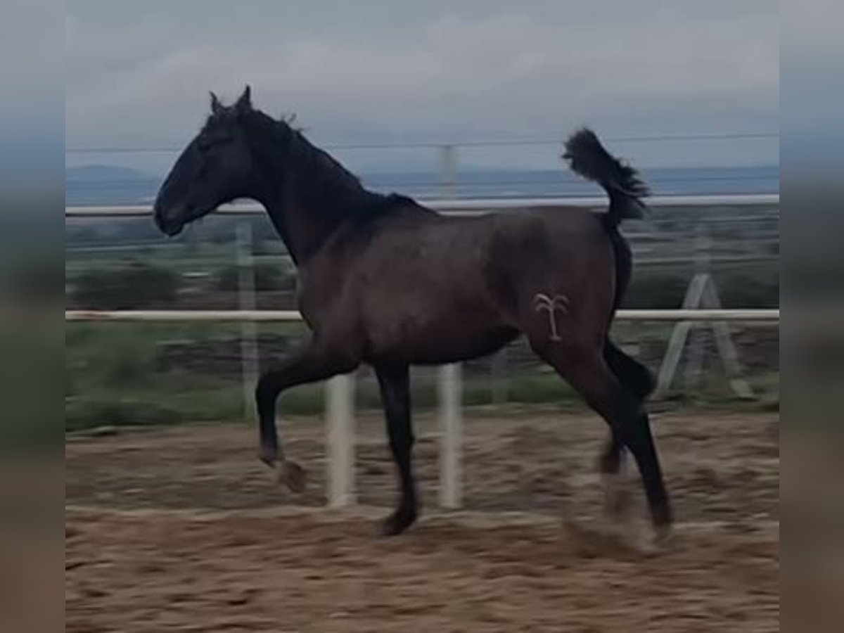 PRE Gelding 1 year 14,2 hh Gray in Navalvillar De Pela