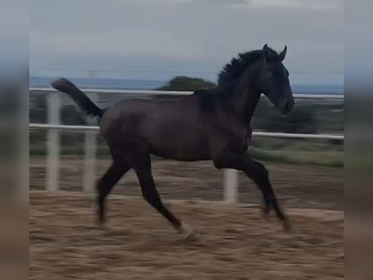 PRE Gelding 1 year 14,2 hh Grey in Navalvillar De Pela