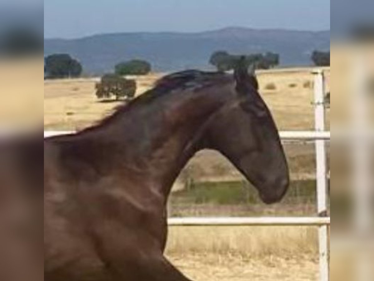 PRE Gelding 1 year 15,2 hh Grey in Navalvillar De Pela