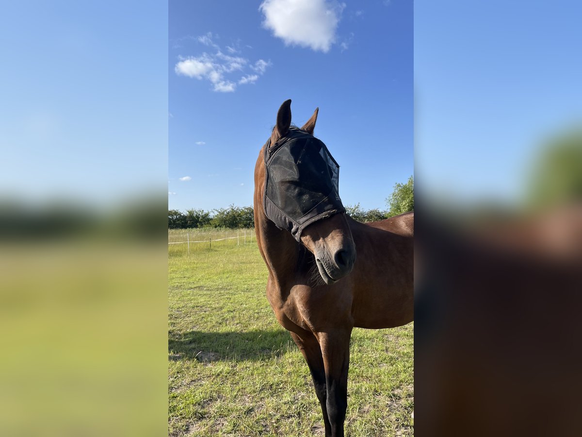 PRE Mix Gelding 20 years 15,2 hh Brown in Brodersdor
