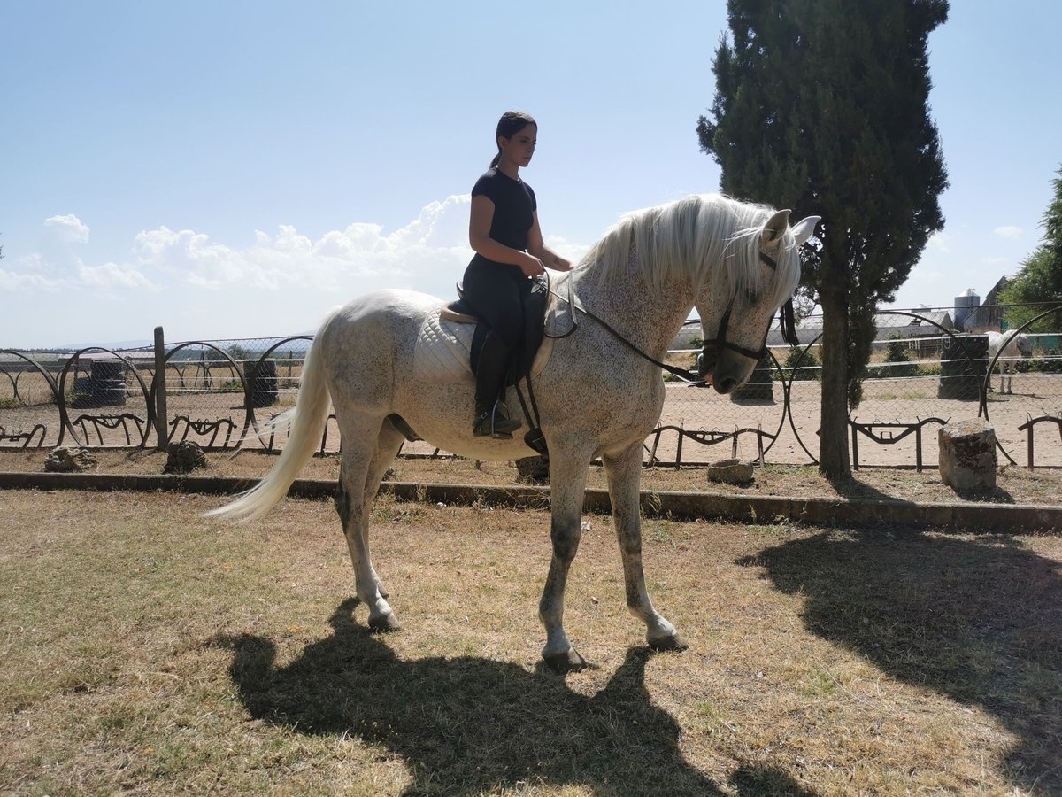 PRE Gelding 21 years 16,1 hh Grey-Fleabitten in Grajera