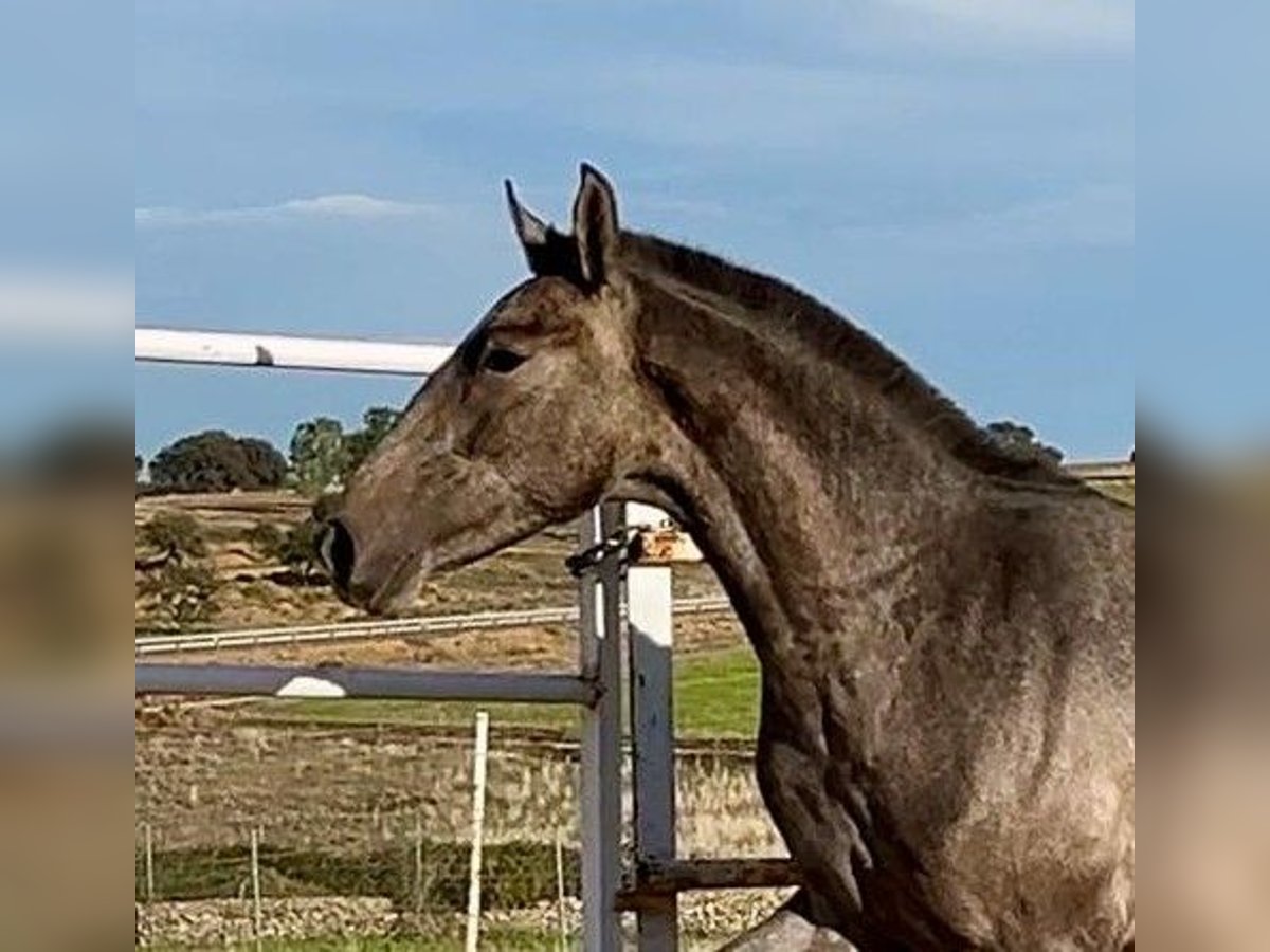 PRE Gelding 2 years 15 hh Grey in Navalvillar De Pela