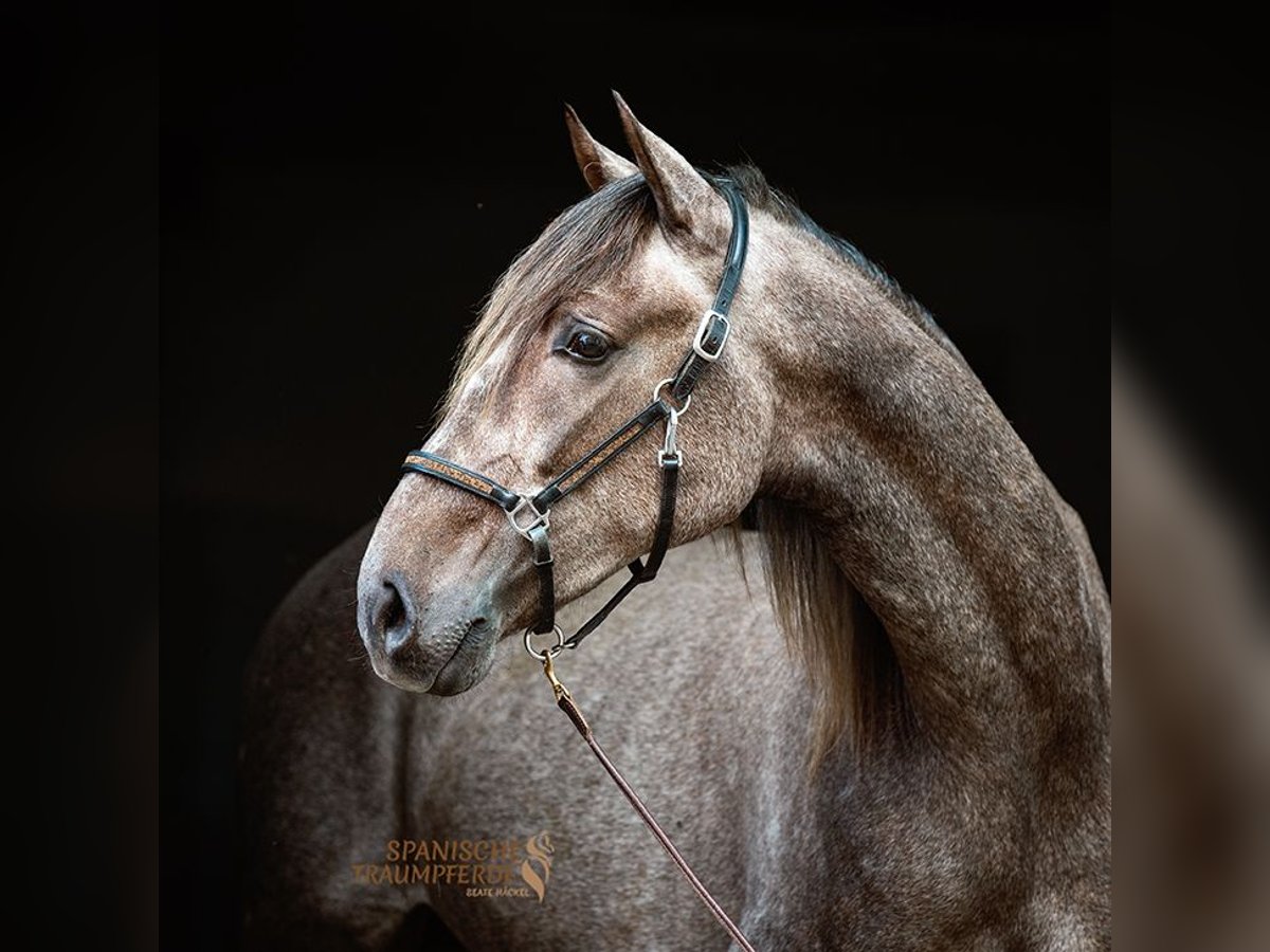 PRE Mix Gelding 2 years 15,1 hh Grey in Traventhal