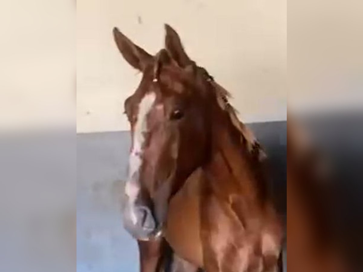 PRE Gelding 2 years 15,2 hh Chestnut-Red in Navalvillar De Pela