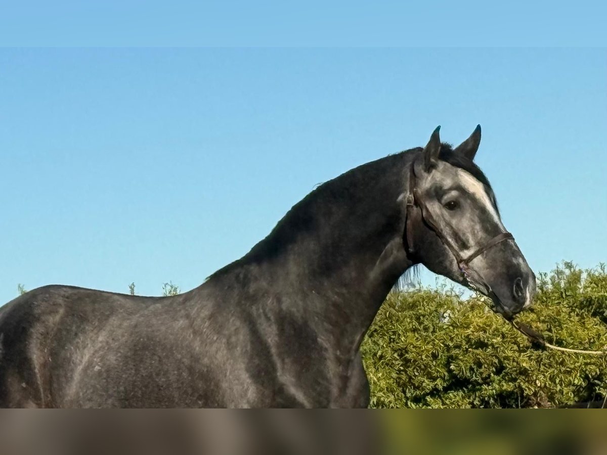 PRE Mix Gelding 2 years 15,2 hh Gray-Dark-Tan in Martfeld