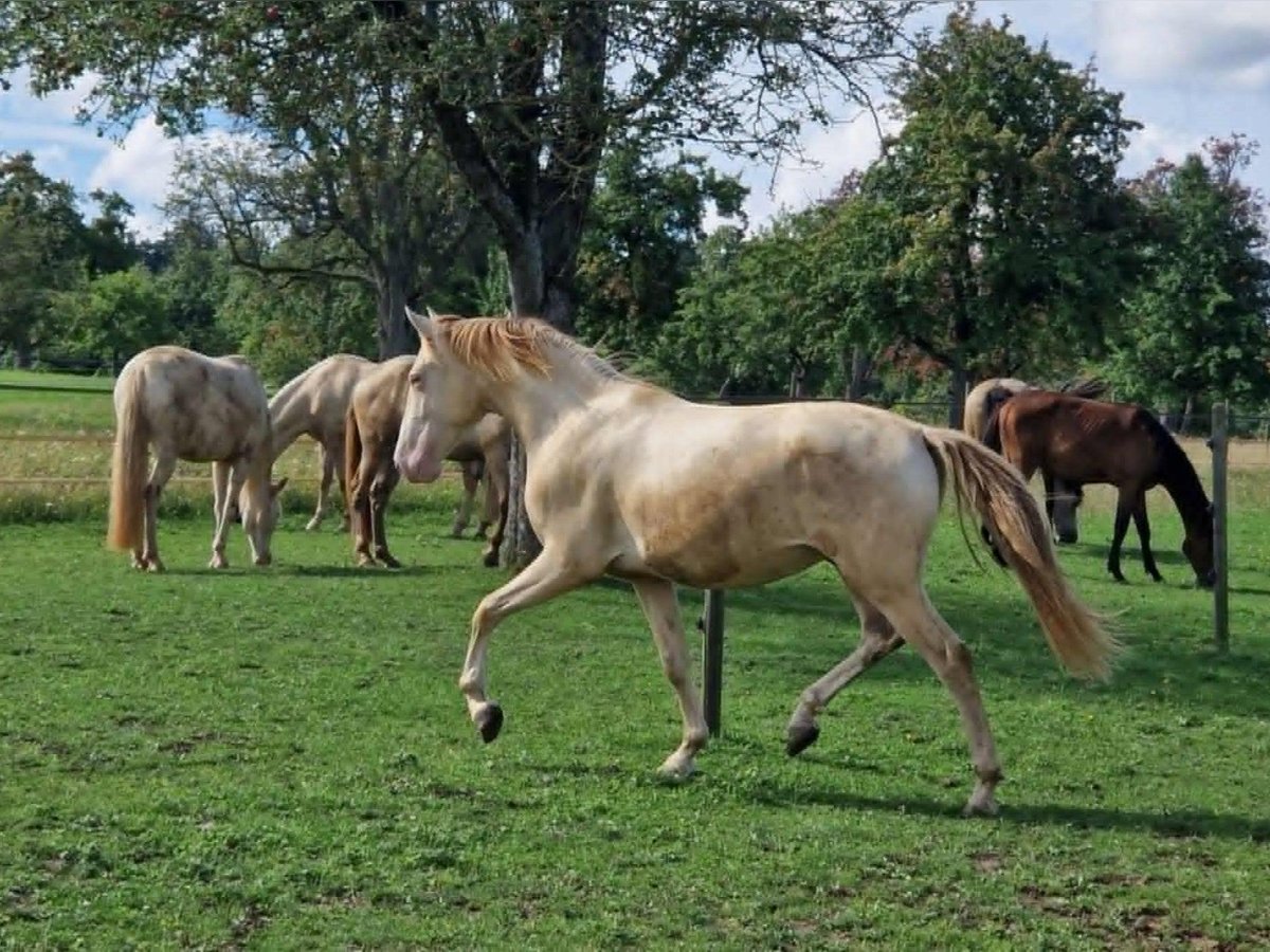 PRE Gelding 2 years 15,2 hh Perlino in Balingen