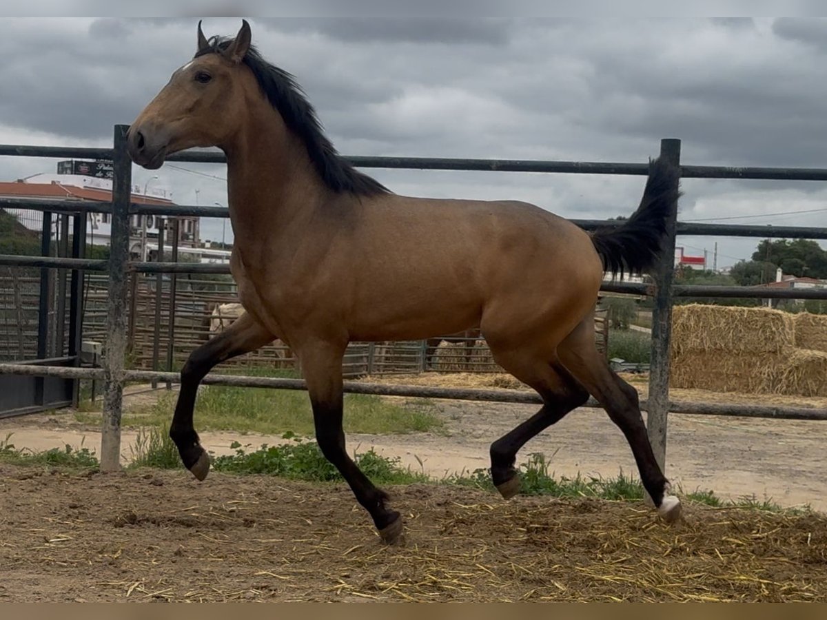 PRE Mix Gelding 2 years 15,3 hh in Santa Marta PRE Mix Gelding 2 years 15,3 hh in Santa Marta