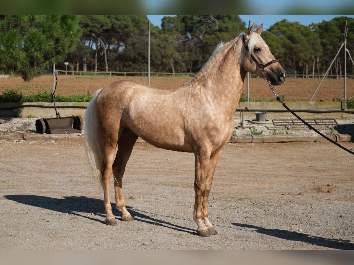 PRE Mix Gelding 3 years 14,2 hh Palomino in Hamburg