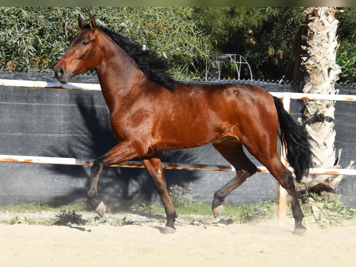 PRE Gelding 3 years 14,3 hh Brown in Provinz Malaga