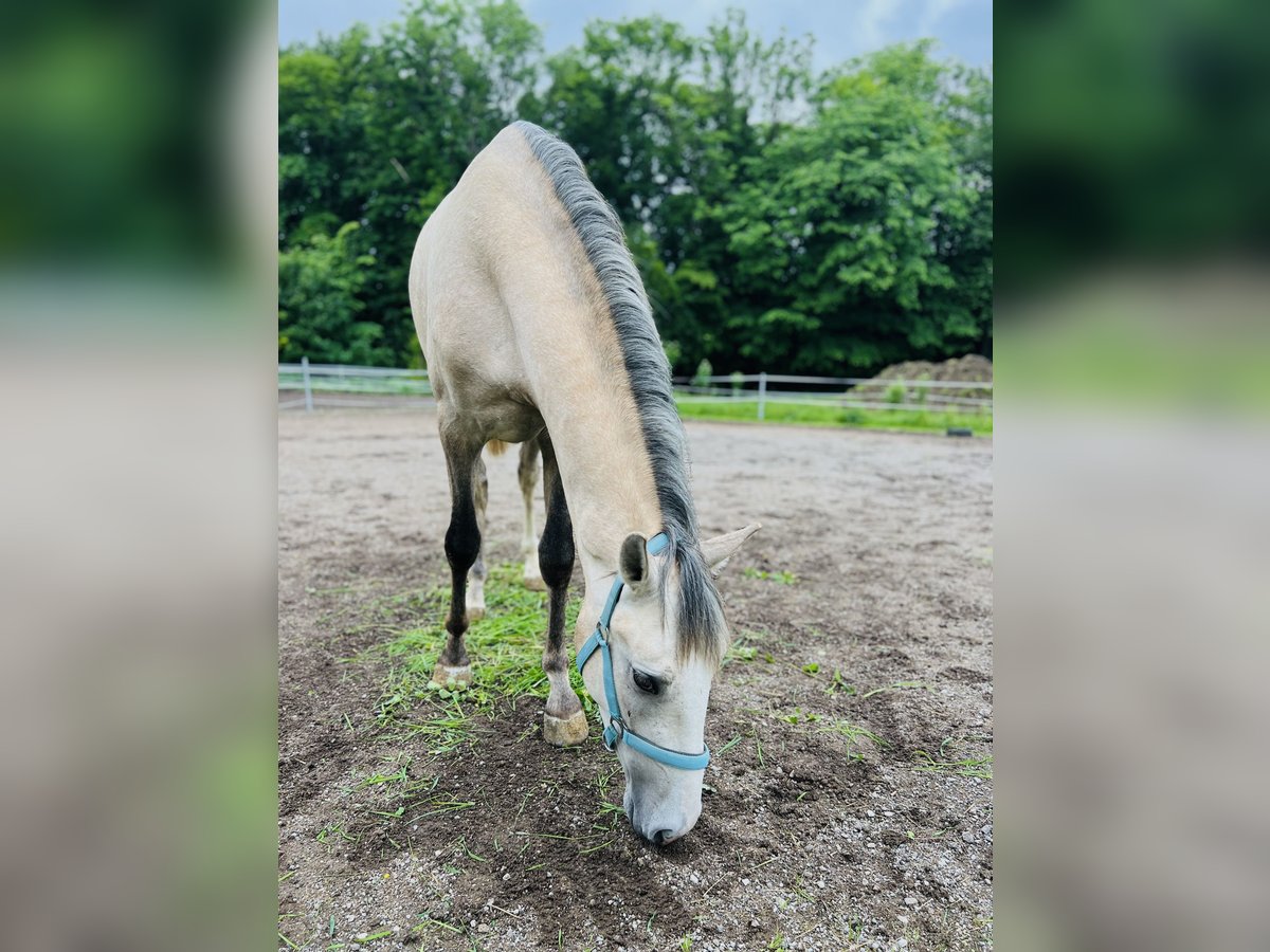 PRE Gelding 3 years 15,1 hh Brown Falb mold in Seeham