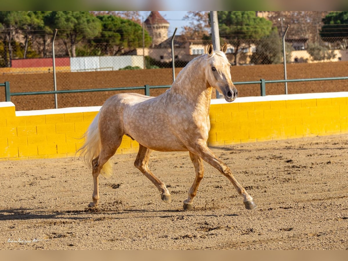 PRE Mix Gelding 3 years 15,1 hh Palomino in Hamburg