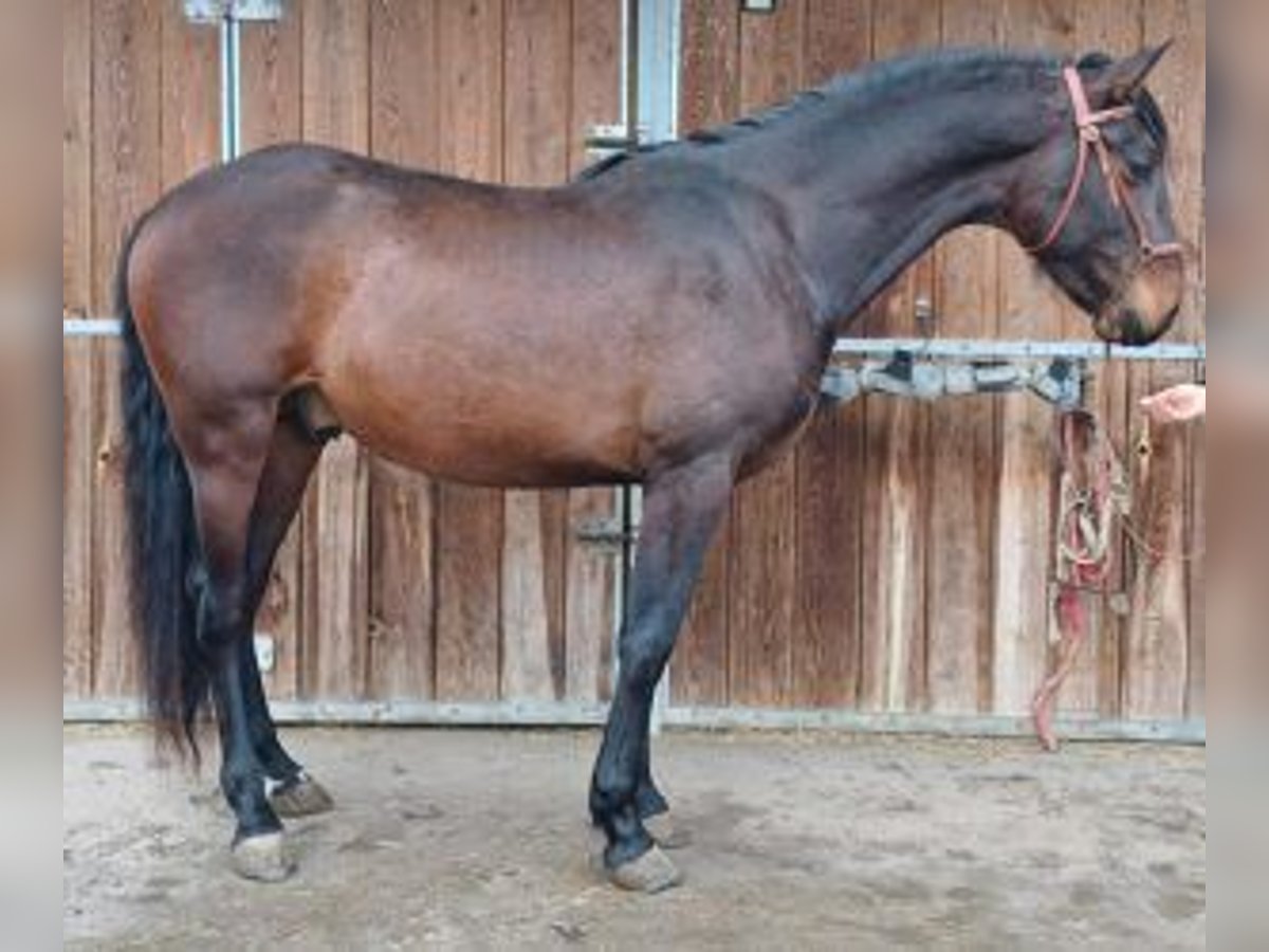 PRE Mix Gelding 3 years 15,3 hh Bay in Gijon