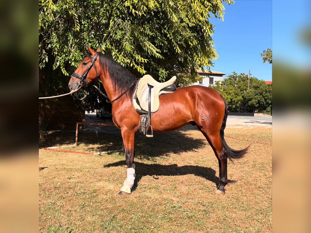 PRE Mix Gelding 3 years 15,1 hh Brown in Pamplona/Iru&#xF1;a