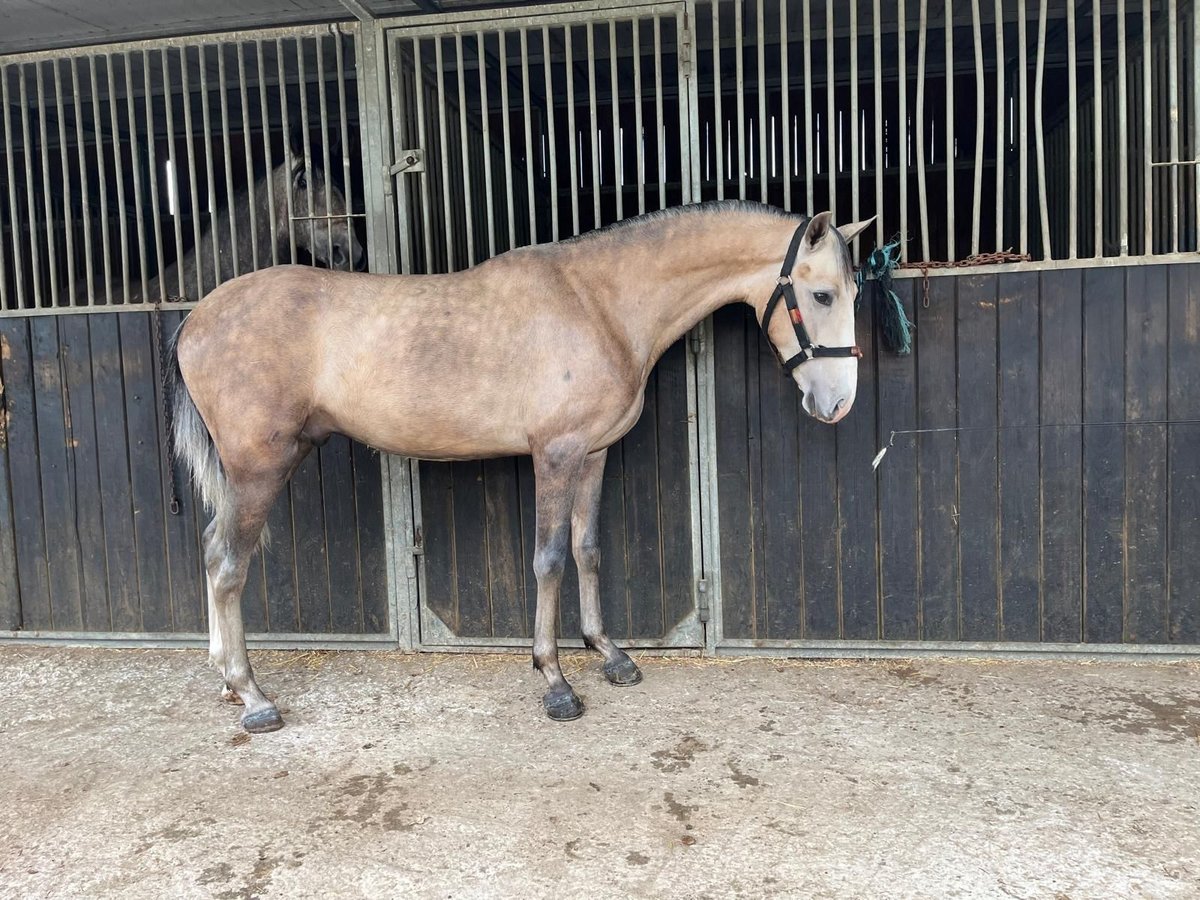 PRE Gelding 3 years 15,1 hh Brown Falb mold in Seeham