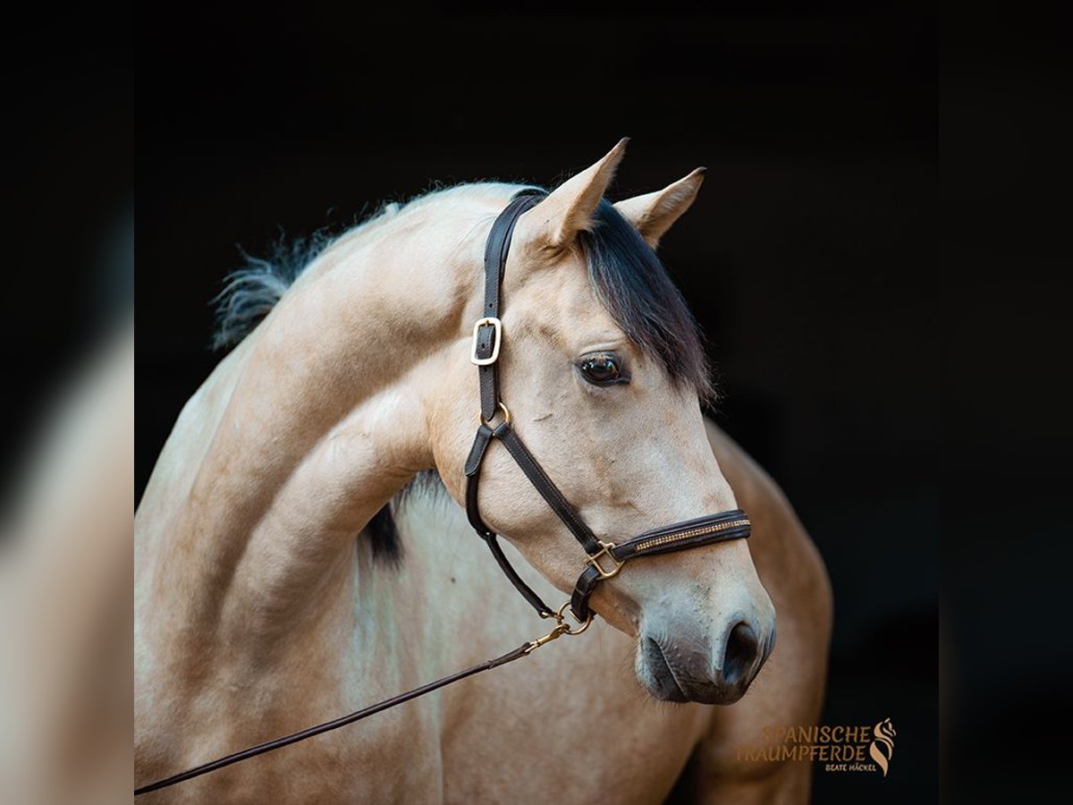 PRE Gelding 3 years 15,2 hh Dun in Traventhal