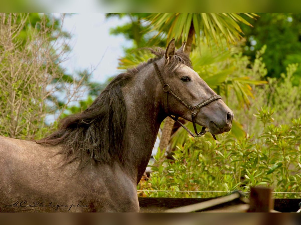PRE Gelding 3 years 15,2 hh Gray in /Polenz