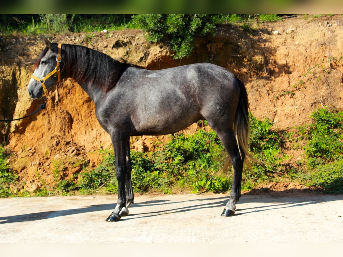 PRE Mix Gelding 3 years 15,2 hh Grey in Terrassa