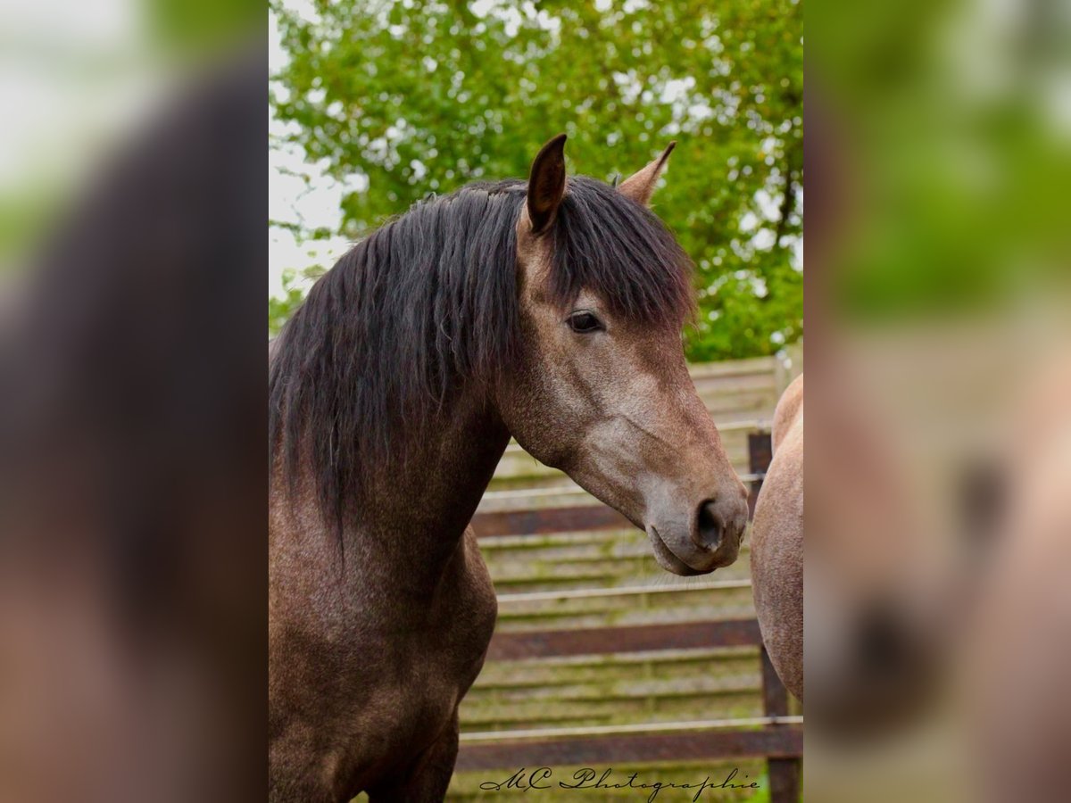 PRE Gelding 3 years 15,2 hh Grey in Brandis