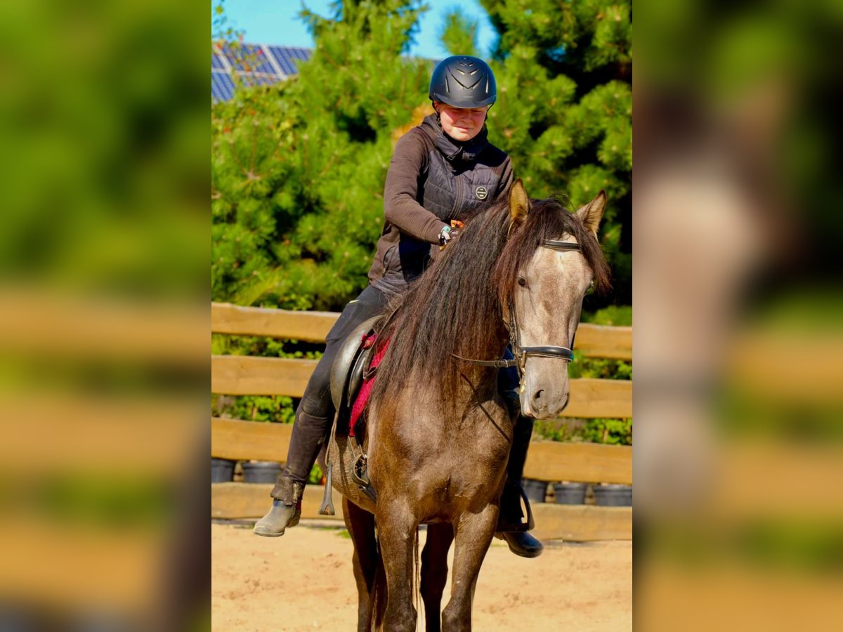 PRE Gelding 3 years 15,2 hh Grey in /Polenz