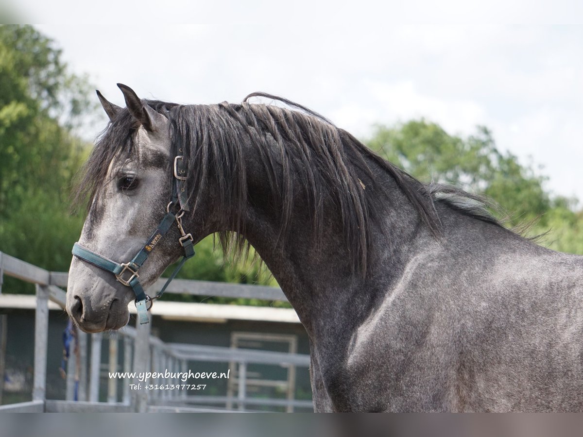 PRE Gelding 3 years 16,1 hh Gray-Blue-Tan in &#39;s-Gravenhage