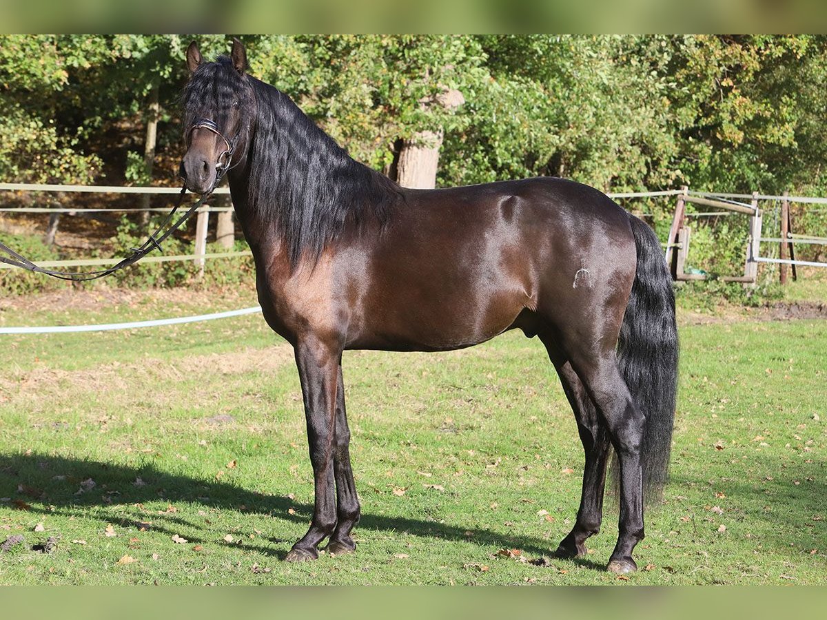 PRE Mix Gelding 3 years 16 hh Black in Hassendorf PRE Mix Gelding 3 years 16 hh Black in Hassendorf