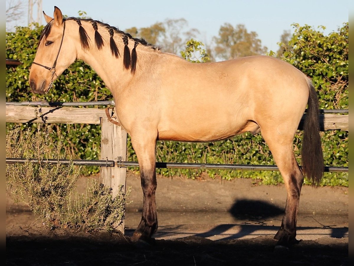 PRE Gelding 3 years 16 hh Buckskin in Galaroza (Huelva)