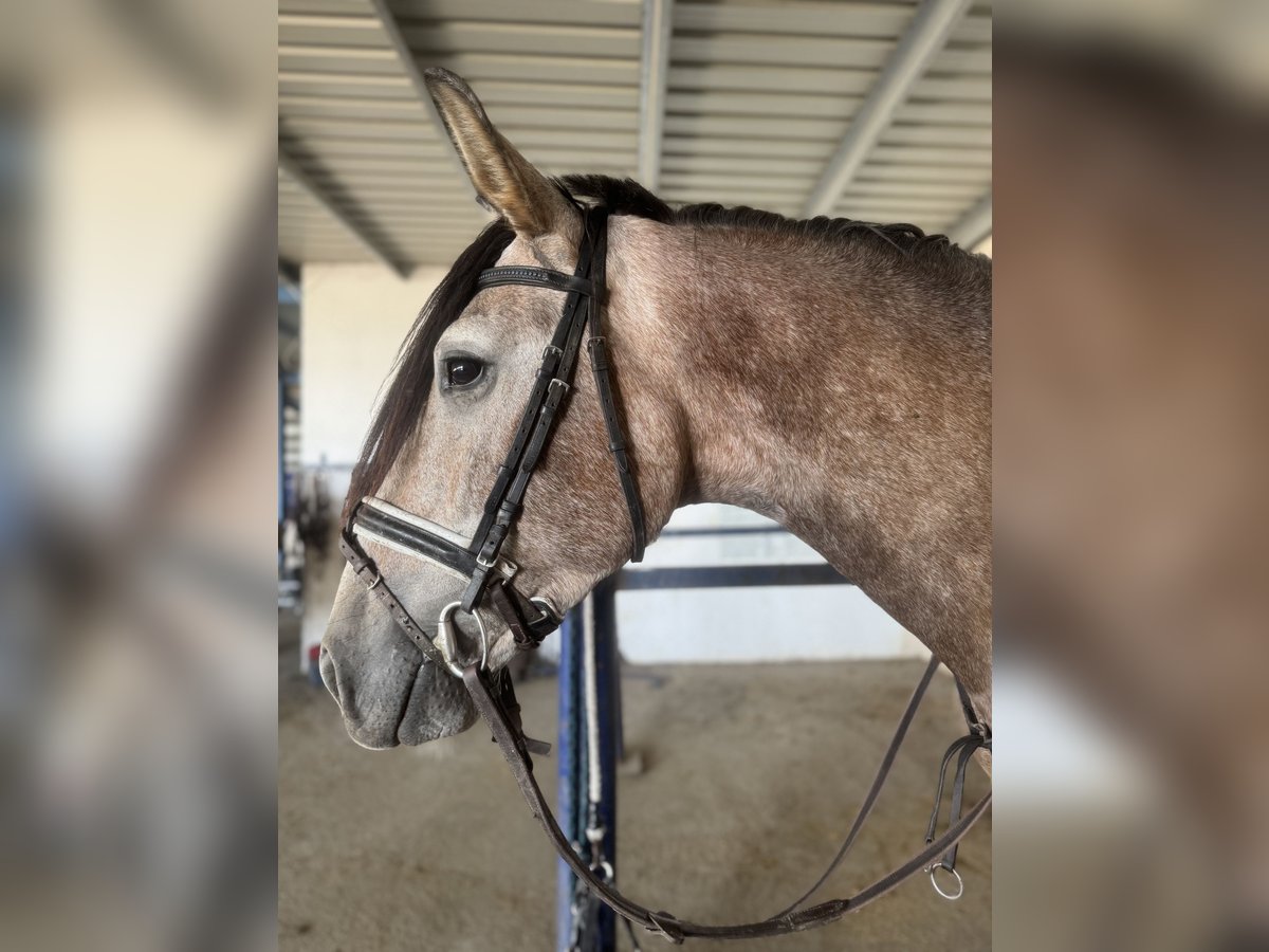 PRE Gelding 3 years 16 hh Gray-Dapple in Rivas-Vaciamadrid PRE Gelding 3 years 16 hh Gray-Dapple in Rivas-Vaciamadrid