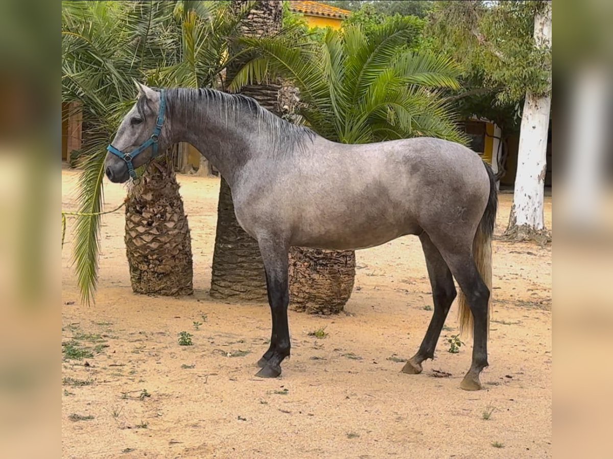 PRE Gelding 3 years 16 hh Gray in BAS EN BASSET