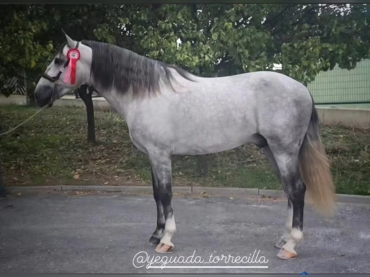 PRE Mix Gelding 3 years 16,1 hh Grey in Huevar De Aljarafe PRE Mix Gelding 3 years 16,1 hh Grey in Huevar De Aljarafe