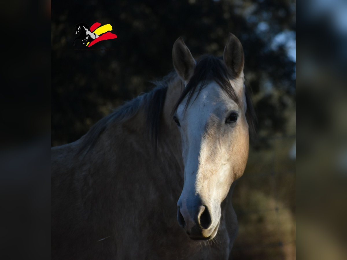 PRE Gelding 3 years 17 hh Can be white in El Real De La Jara,Sevilla